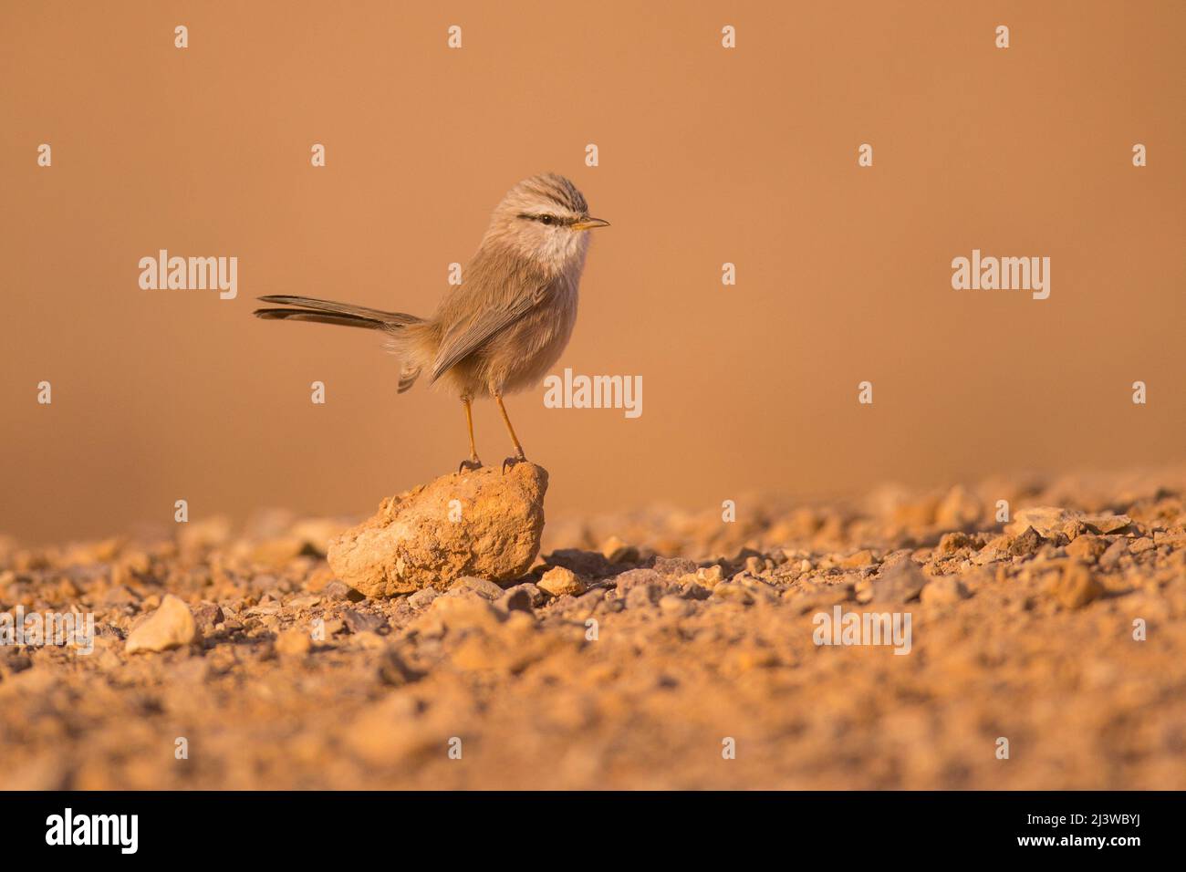 streaked scrub warbler (Scotocerca inquieta), on the ground searching for food, Photographed in Israel in November Stock Photo