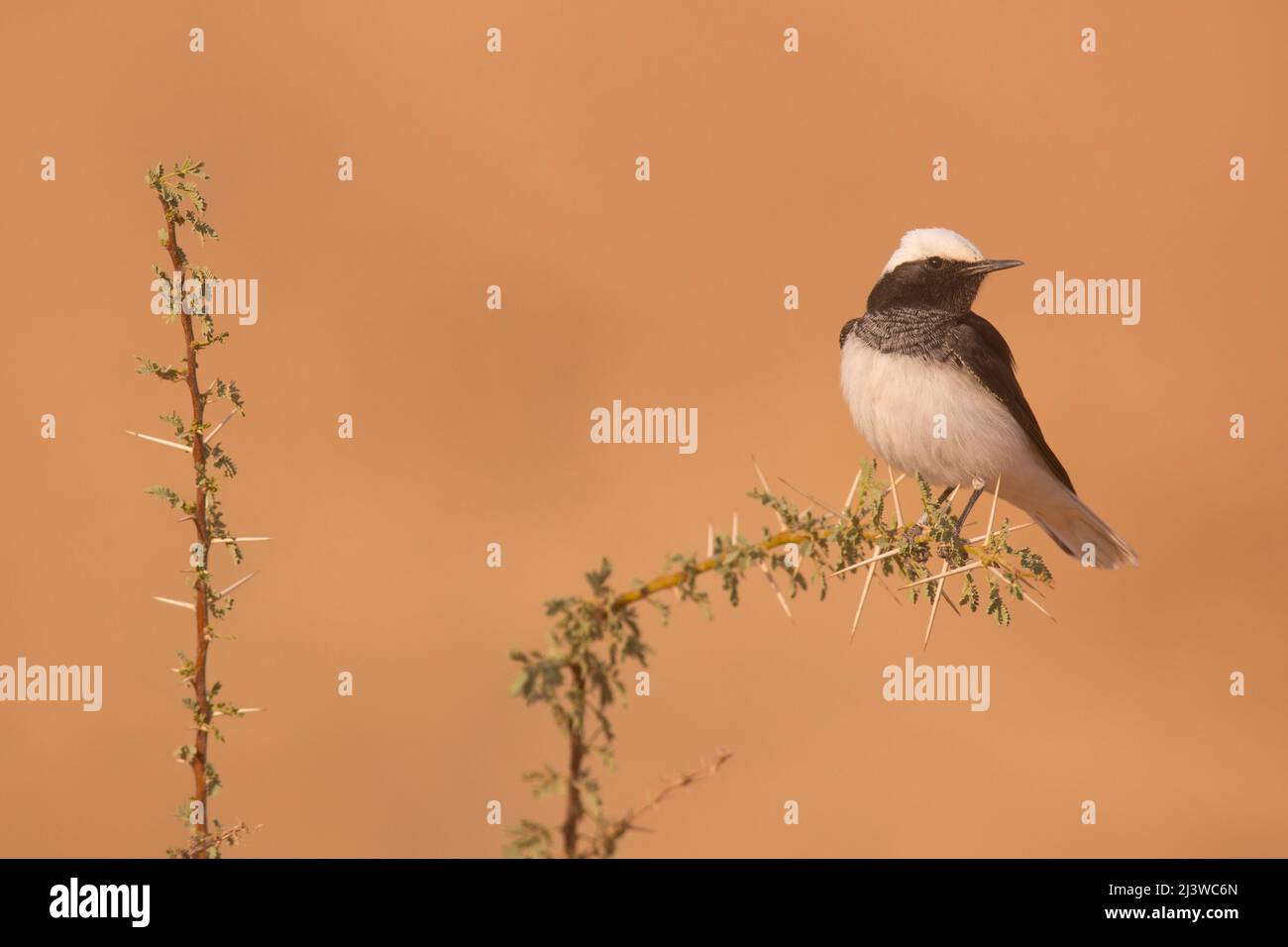Male hooded wheatear (Oenanthe monacha), sitting on a thorny bush. Photographed in Israel in November Stock Photo
