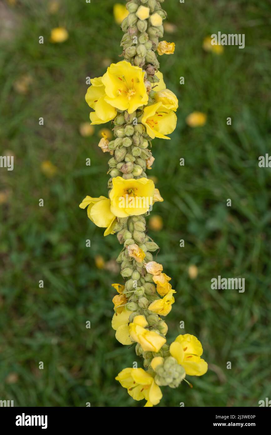 Denseflower mullein yellow flowers, Verbascum densiflorum Bertol. in the family Scrophulariaceae. Stock Photo