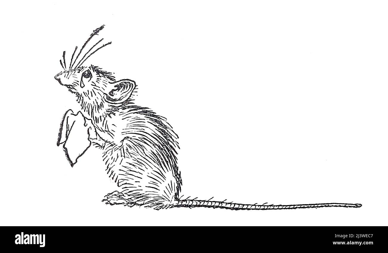 Titty Mouse and Tatty mouse from the book ' English Fairy Tales ' retold by Flora Annie Steel, Webster, illustrated by Arthur Rackham, Publisher New York, The Macmillan company 1918 Stock Photo