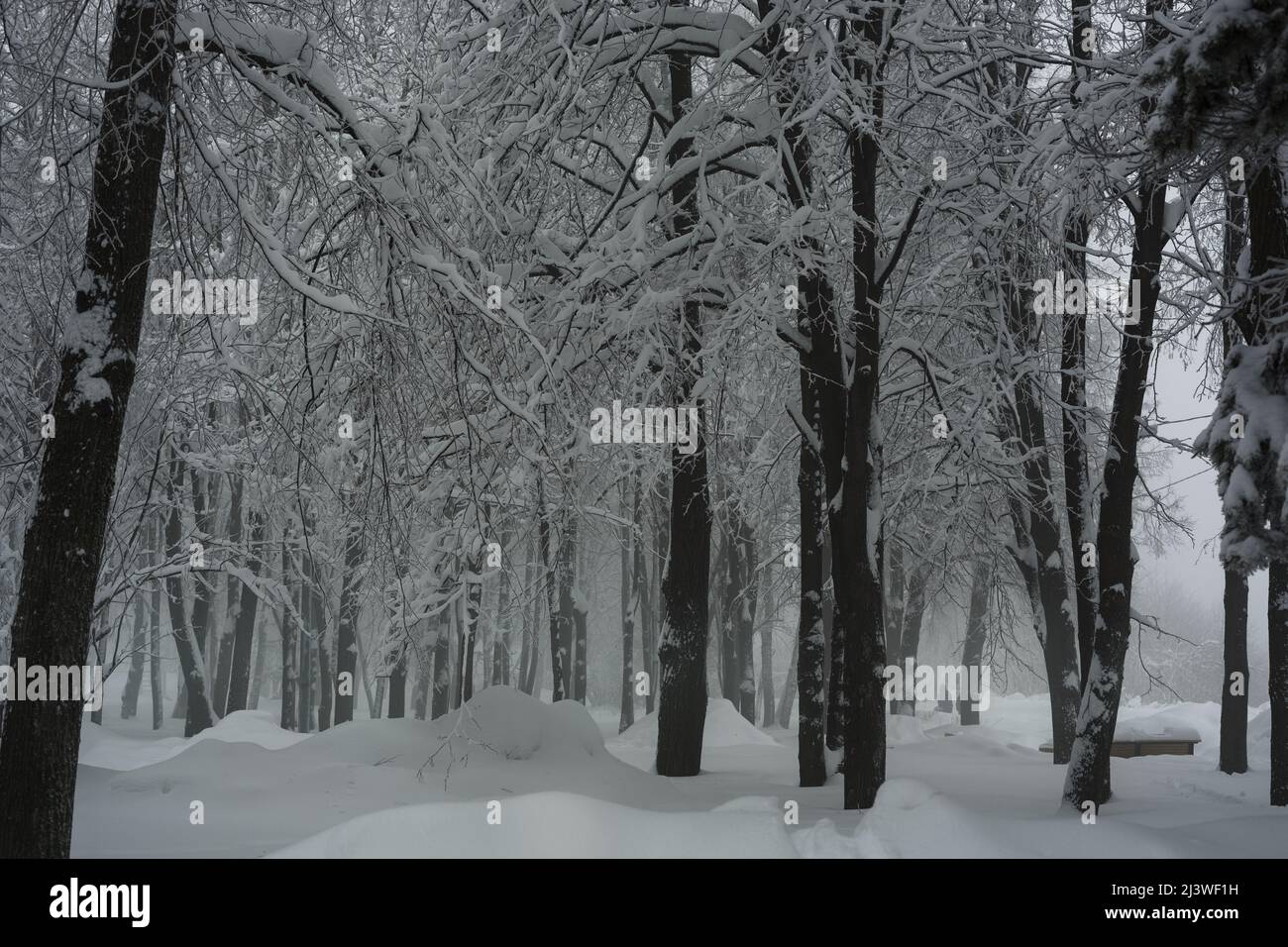 Trees covered with snow in the park. Winter landscape Stock Photo - Alamy