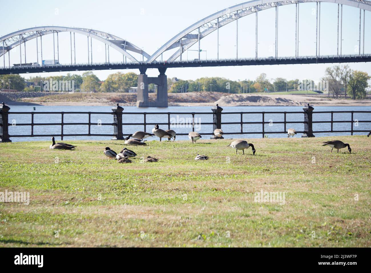 Geese on the Davenport riverfront. Stock Photo