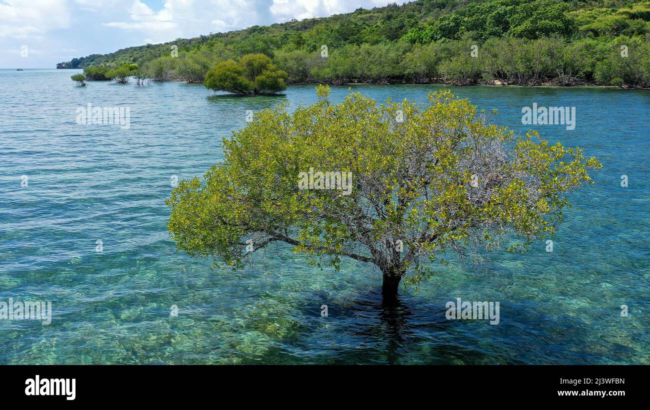 Colorful vacation shot with lone green mangrove tree in the middle of the ocean filled with blue green water. The cloudy sky Stock Photo
