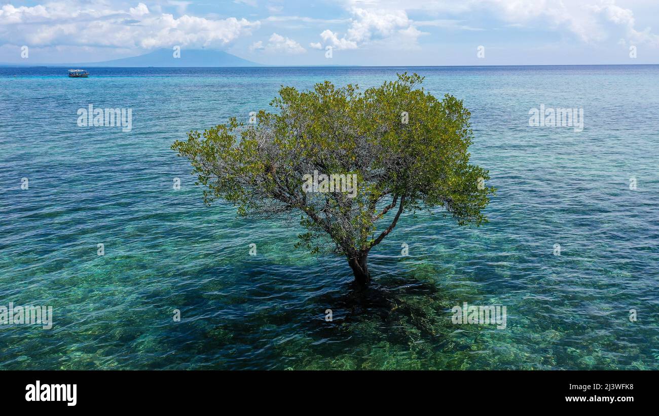 Colorful vacation shot with lone green mangrove tree in the middle of the ocean filled with blue green water. The cloudy sky Stock Photo