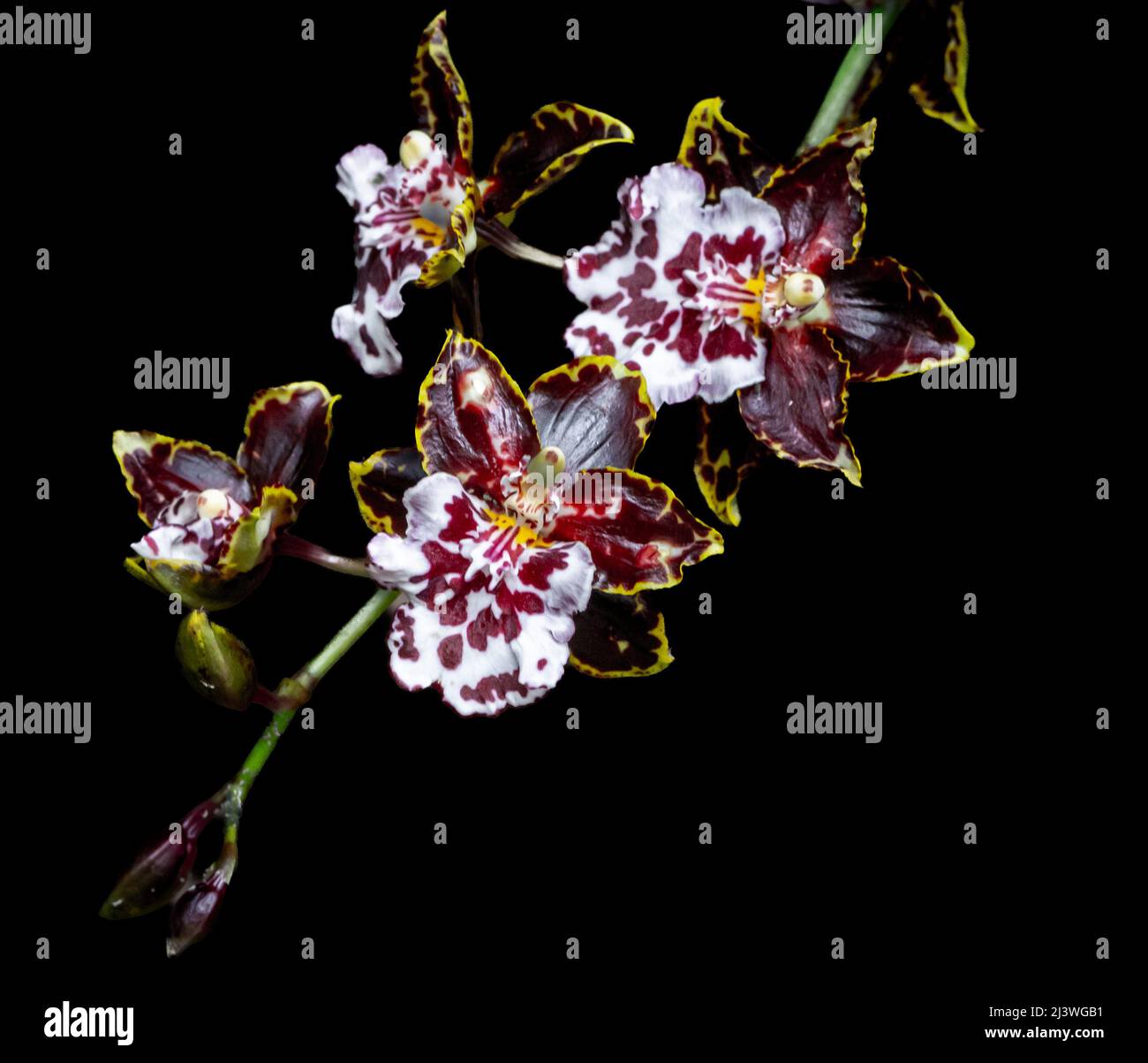 Beallara Tahoma Glacier orchid. orchid in the foreground and black background. Orchid on black background. Stock Photo