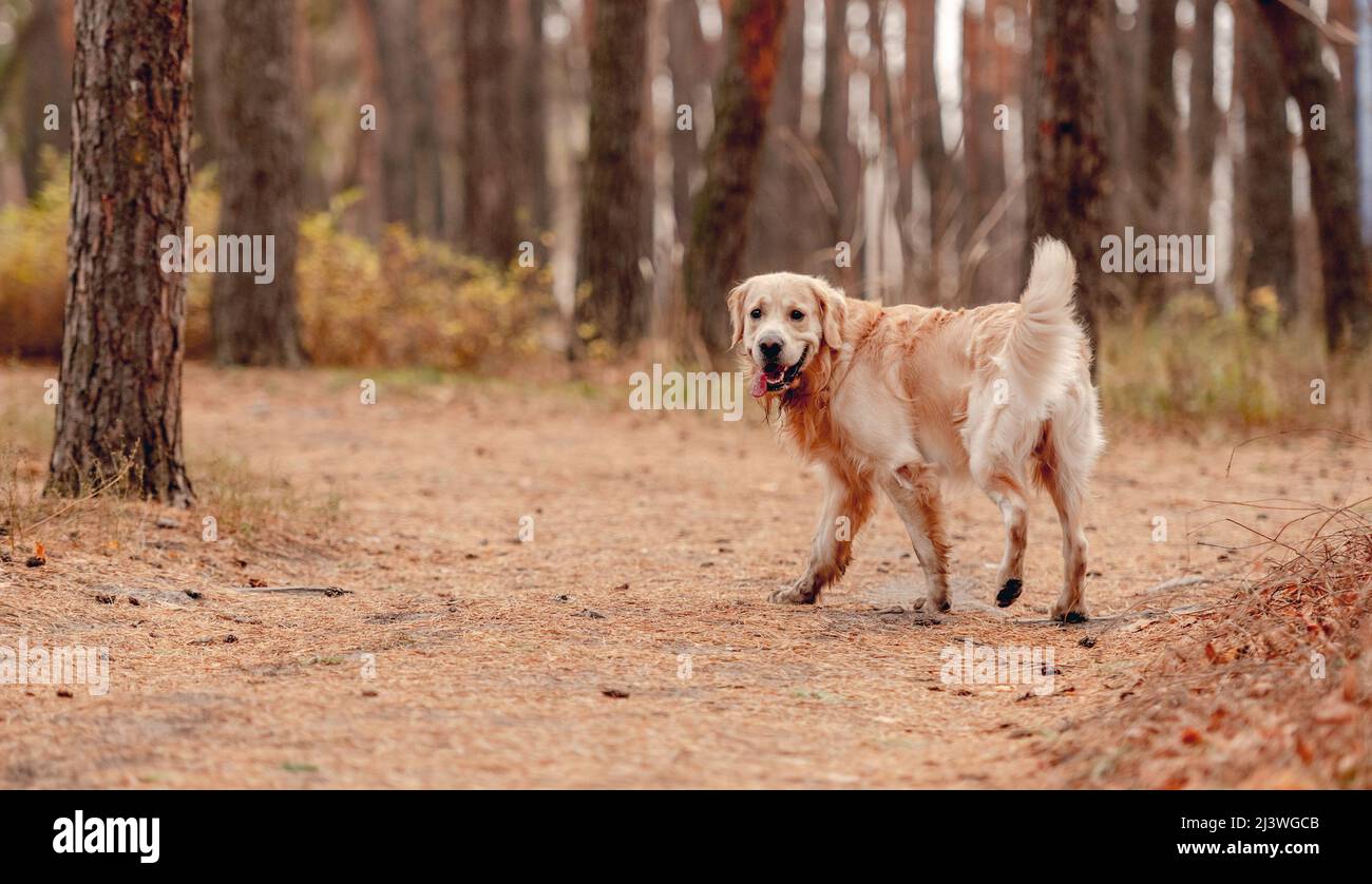 Golden retriever dog in autumn forest Stock Photo - Alamy