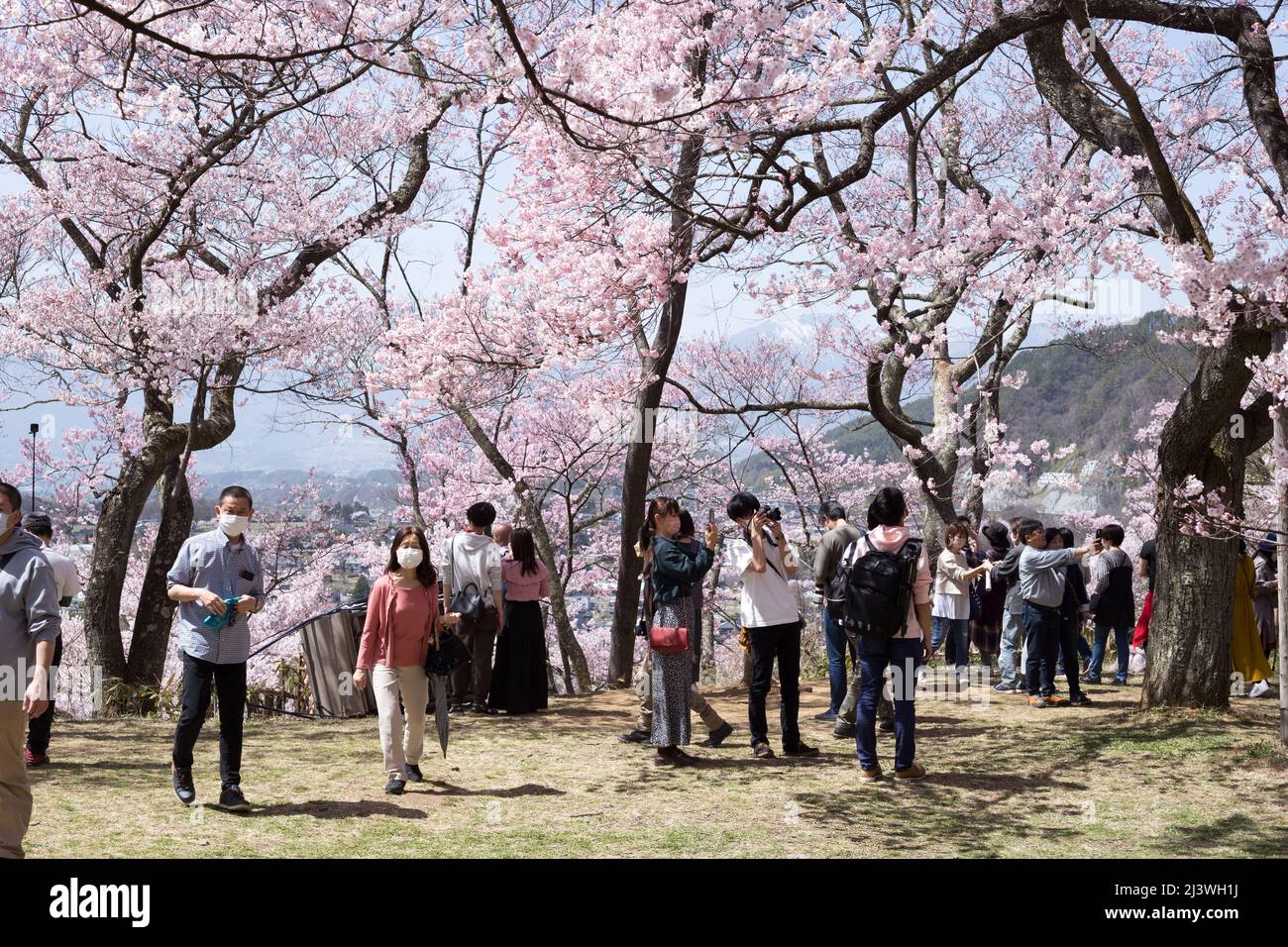 ina, nagano, japan, 2022/10/04 , Tourists taking photos and enjoying the view of the full bloom of the cherry trees at Takato Joshi Park located in In Stock Photo