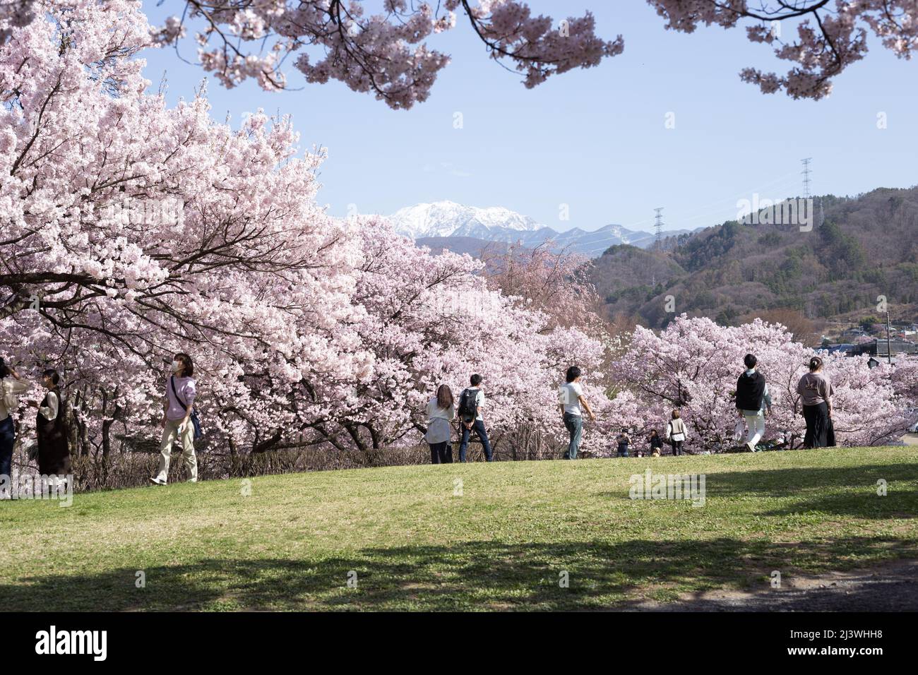 ina, nagano, japan, 2022/10/04 , Tourists taking photos and enjoying the view of the full bloom of the cherry trees at Takato Joshi Park located in In Stock Photo