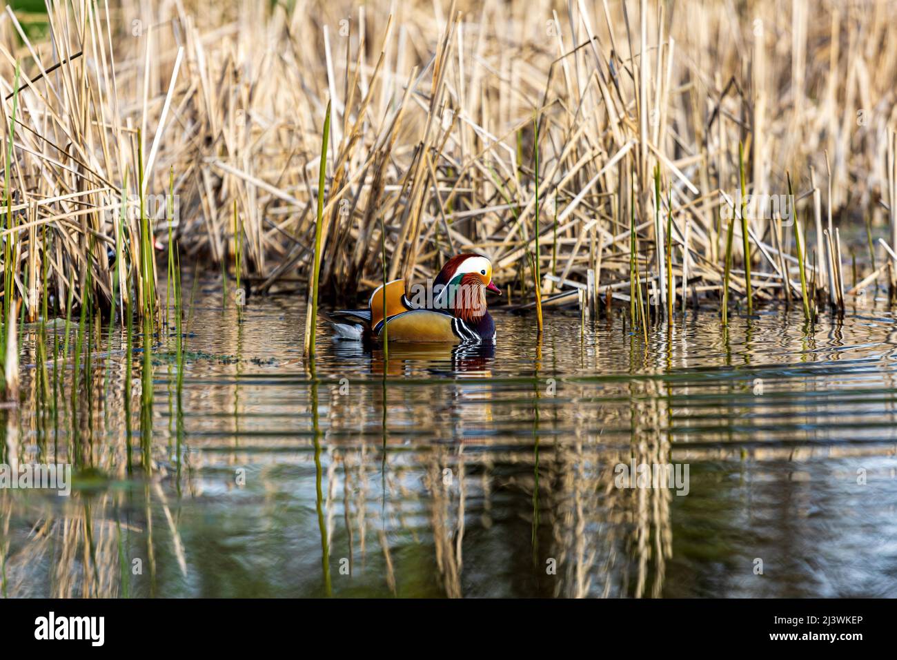 Close encounter with a male Mandarin duck (Aix galericulata) on a small artificial lake near the city of Timisoara, Romania. Photo taken on 9th of Apr Stock Photo