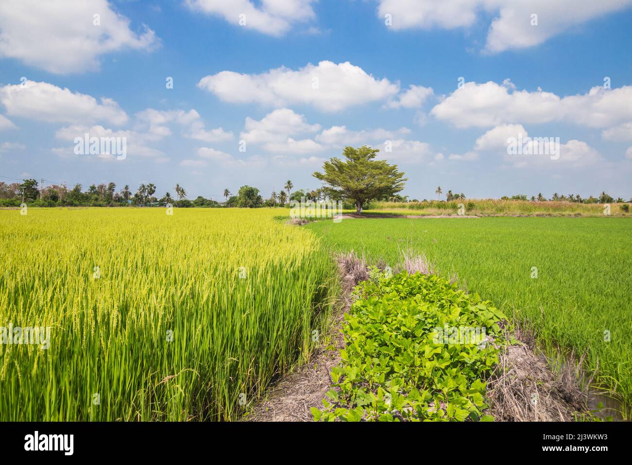 Hình ảnh đầy màu sắc của cánh đồng lúa chín rực rỡ sẽ khiến bạn muốn đắm chìm trong vẻ đẹp của các cánh đồng này.