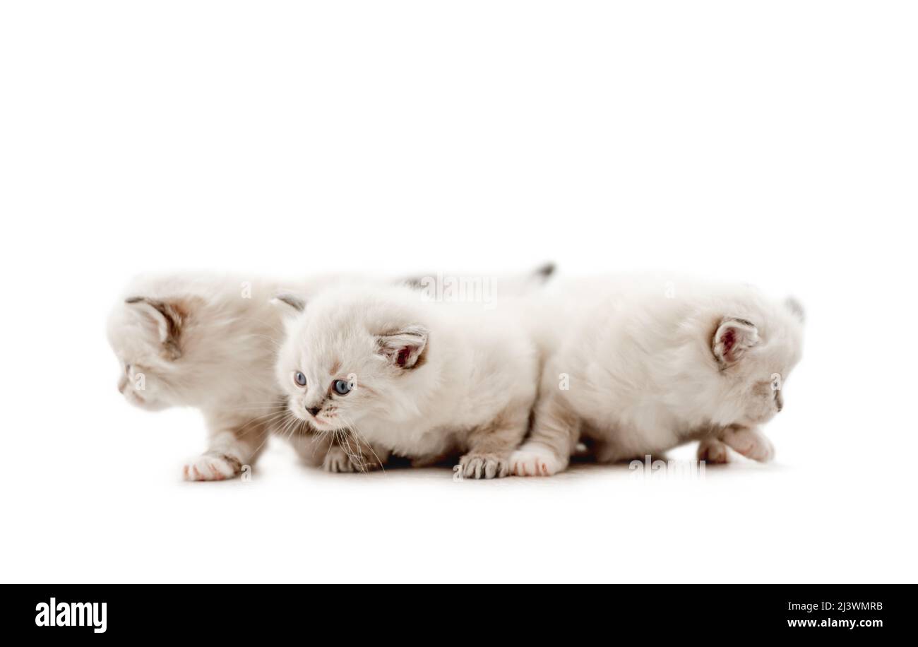 Ragdoll cat kittens isolated on white background Stock Photo - Alamy