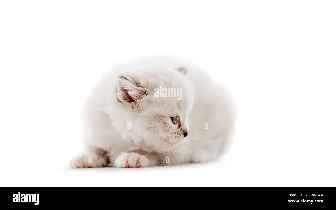 Ragdoll cat kitten isolated on white background Stock Photo - Alamy