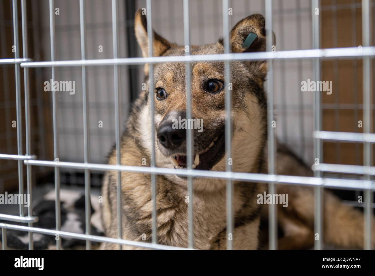 Young homeless dog in an animal shelter. Portrait of homeless dog Stock