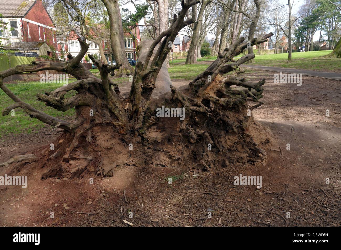 Fallen, dead tree at Thompson's Park, Romilly Road Cardiff.  Now mainly used by children to play on Stock Photo