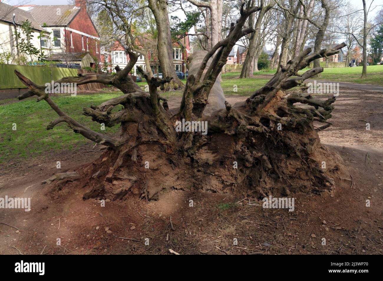 Fallen, dead tree at Thompson's Park, Romilly Road Cardiff.  Now mainly used by children to play and climb on Stock Photo