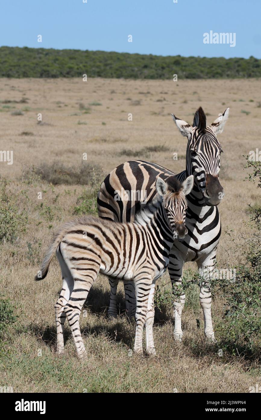 Zebra with Baby in South Africa Stock Photo