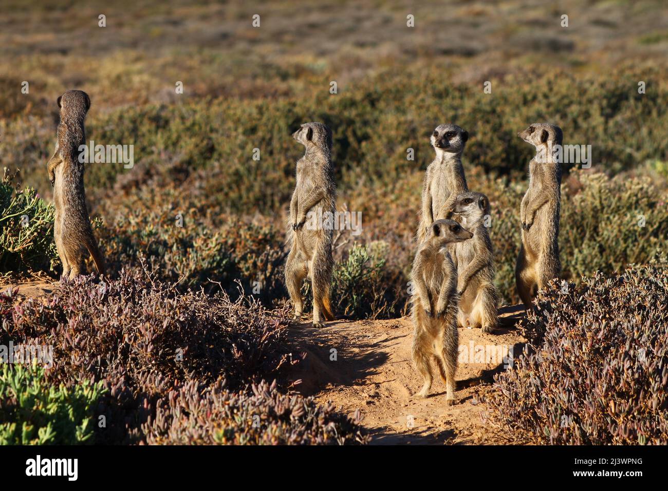 A mob of Meerkats come out of the burrow in the early morning sun Stock Photo