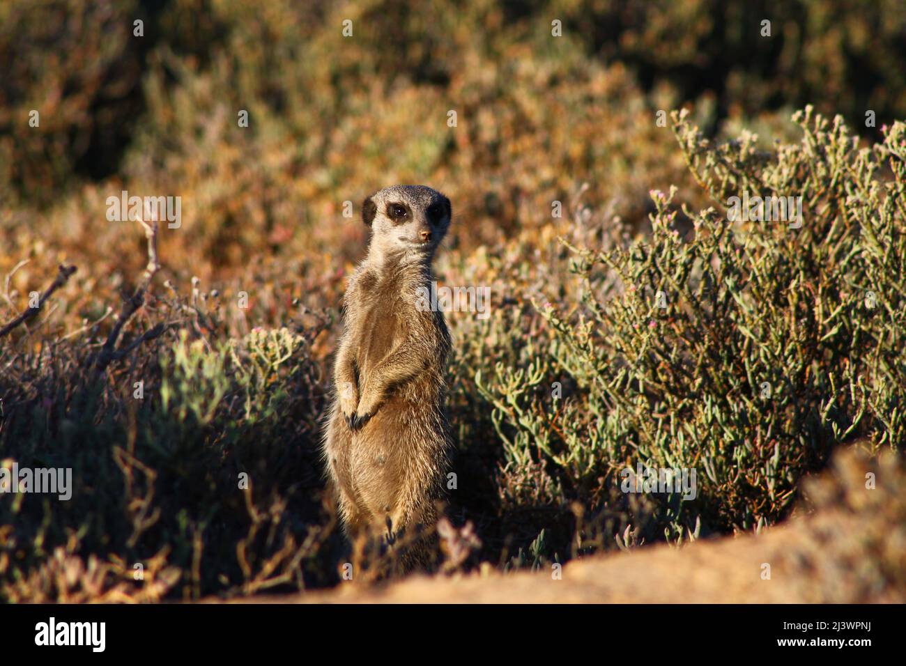 Cute Meerkat in South Africa on a Safari Tour Stock Photo