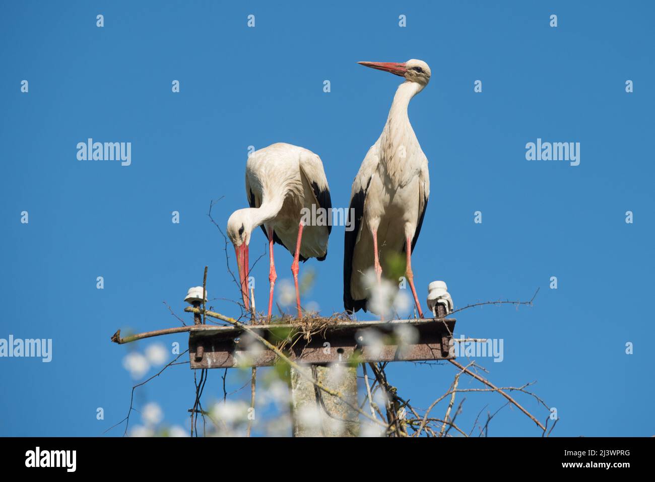 Pair wood storks fly hi-res stock photography and images - Alamy