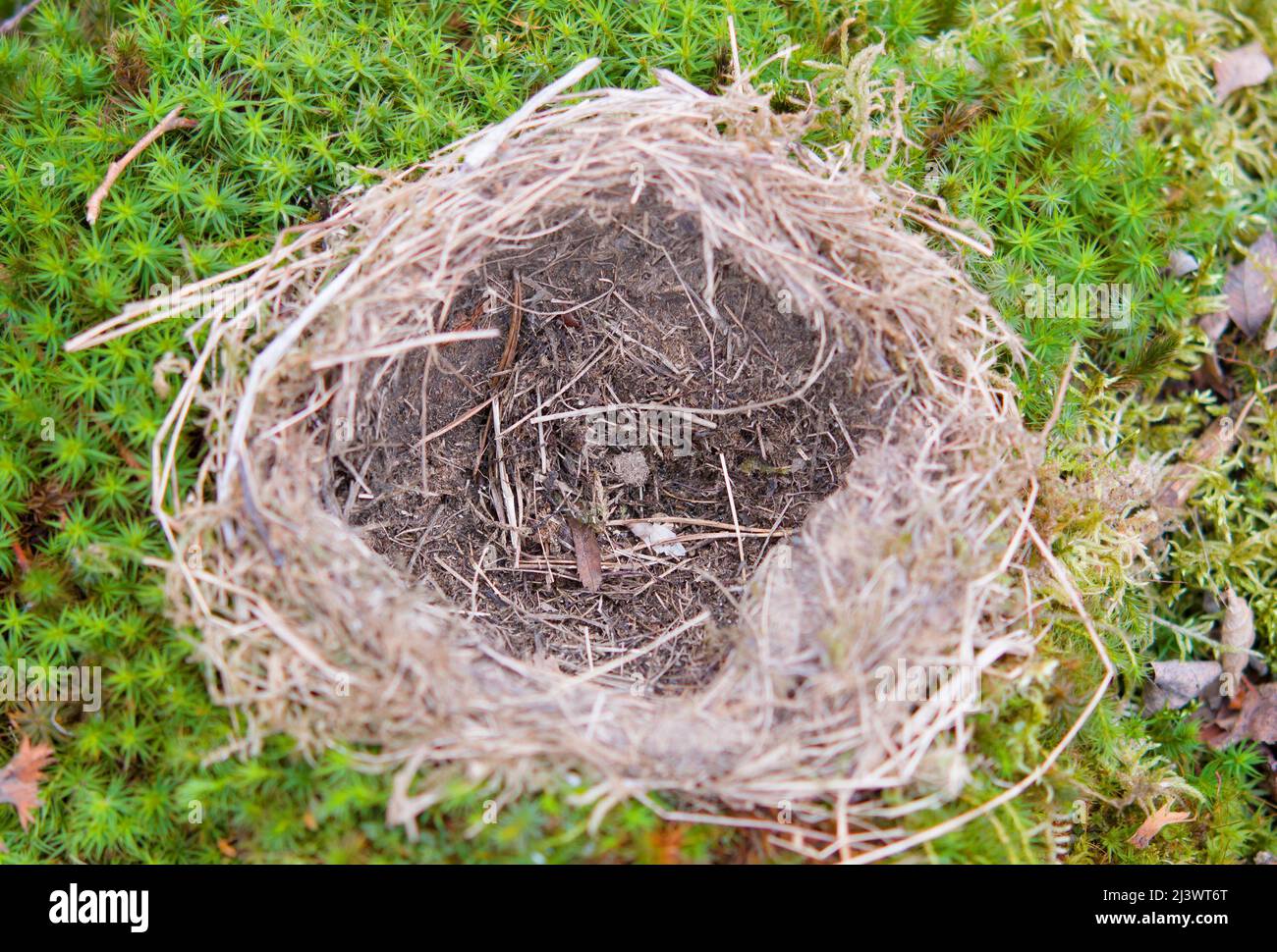 A bird nest on the ground, braided of twigs, in the forest Stock Photo
