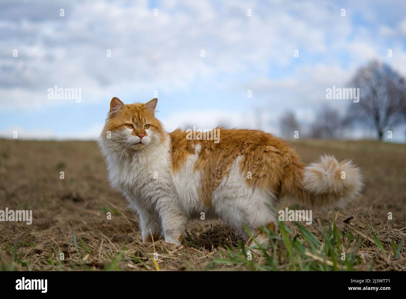 Cat on nature outdoors. Cat walking Stock Photo