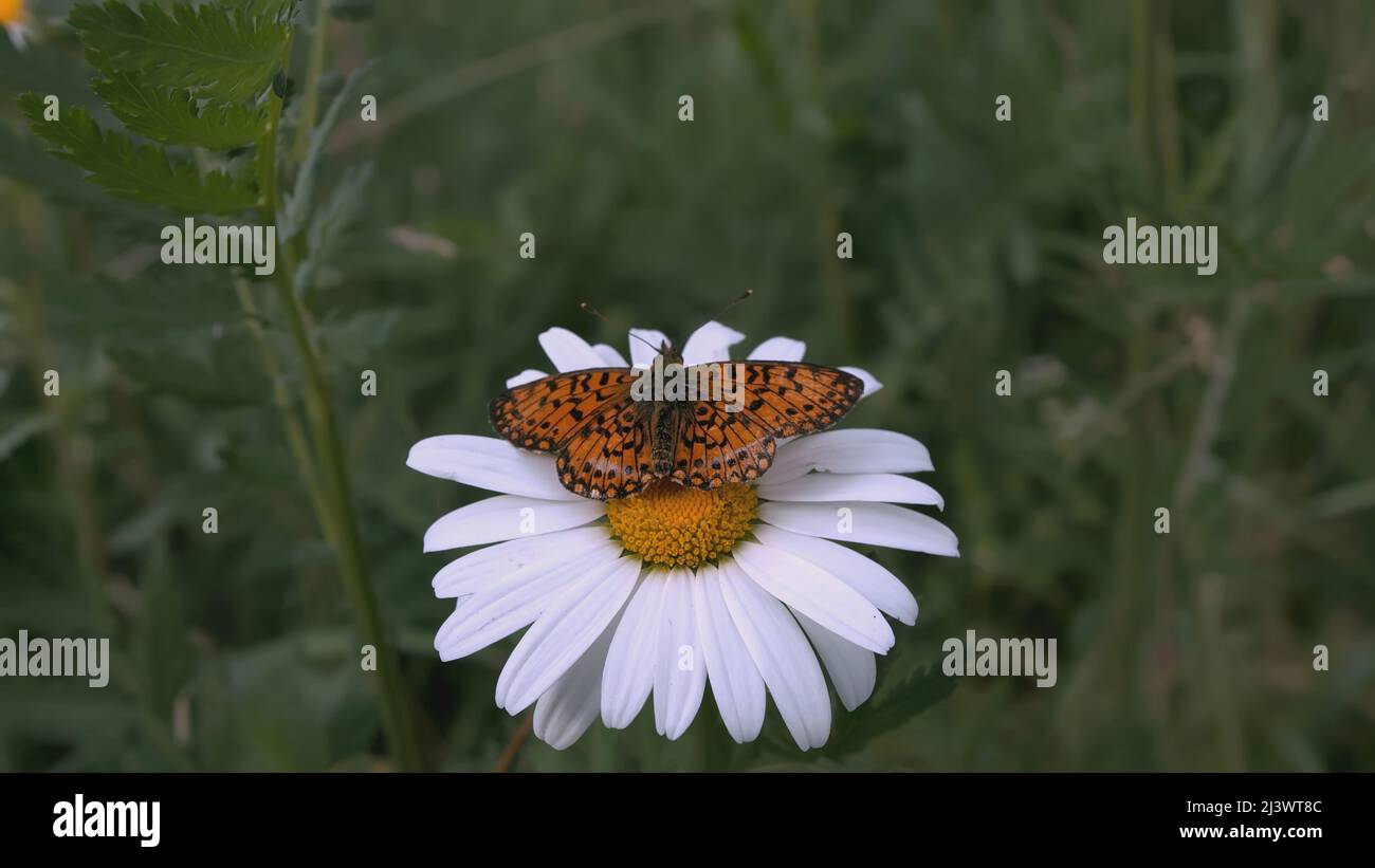 A beautiful chamomile grows in a field and insects crawl on it ...