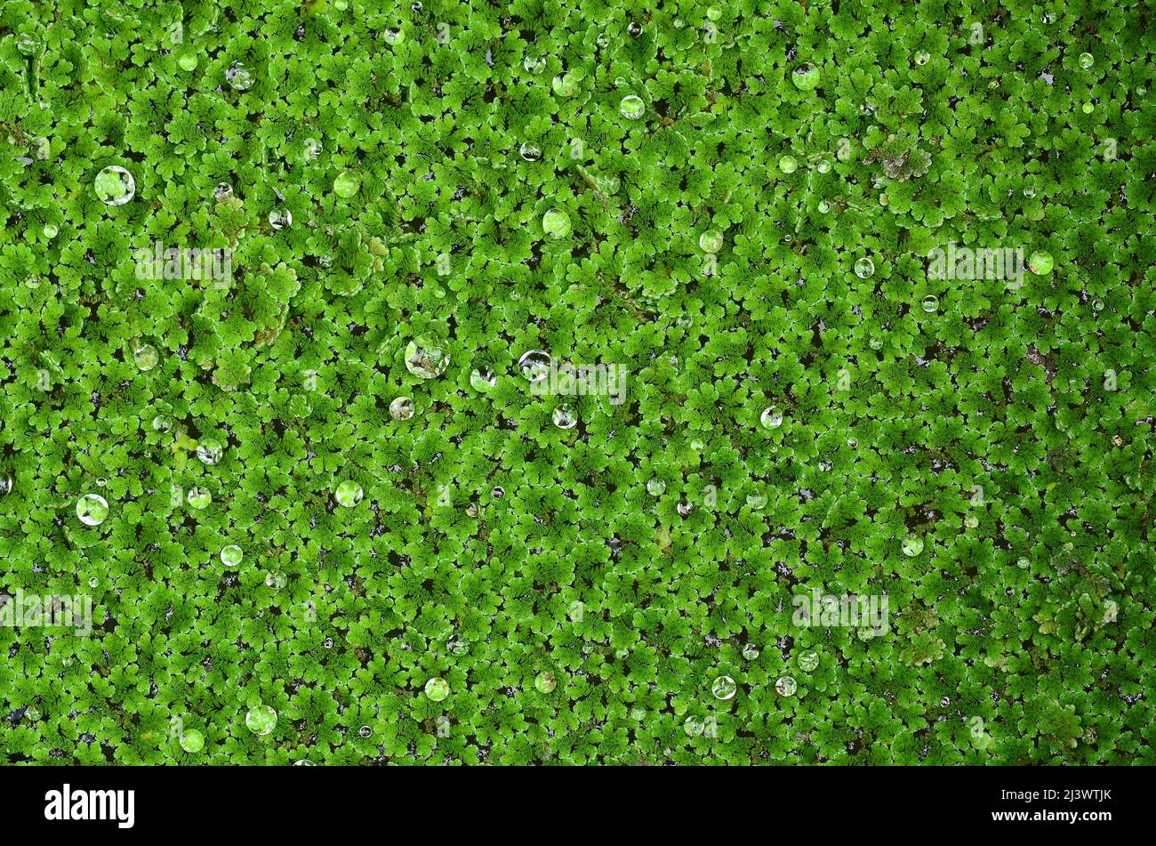 Close up Azolla background with water drop Stock Photo