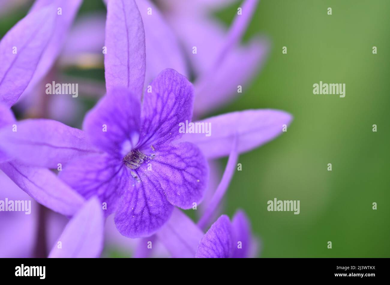 Close up Beautiful sandpaper vine Stock Photo Alamy