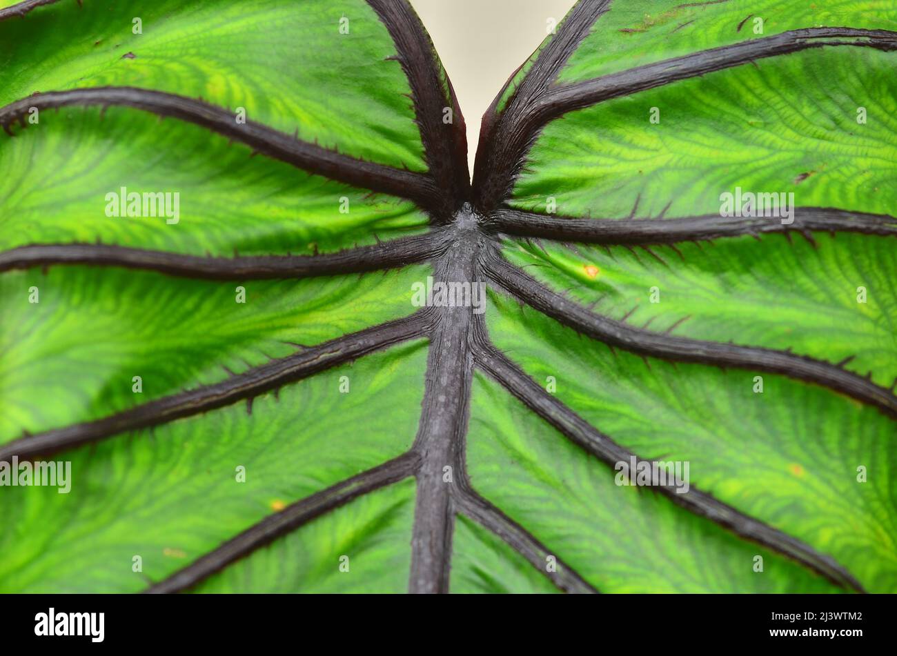 Close up colocasia pharaoh mask leaf Stock Photo