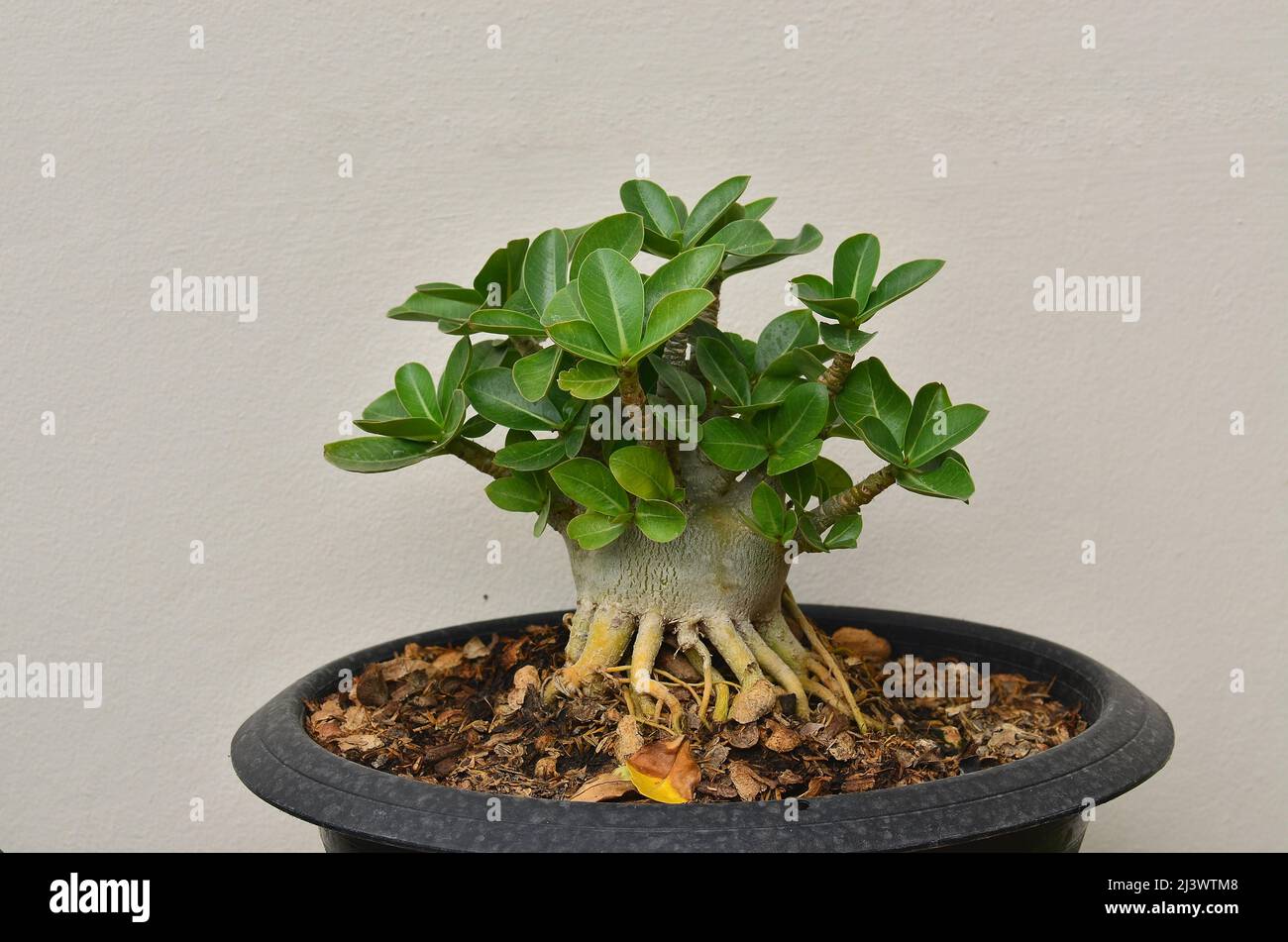 Small Desert Rose tree in pot Stock Photo