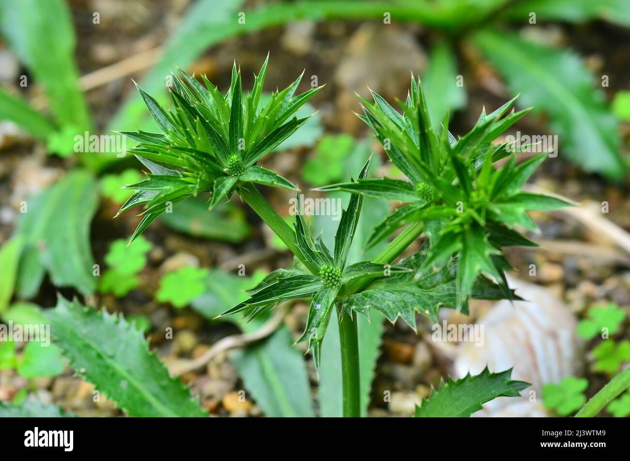 Stink Weed flower in my garden Stock Photo