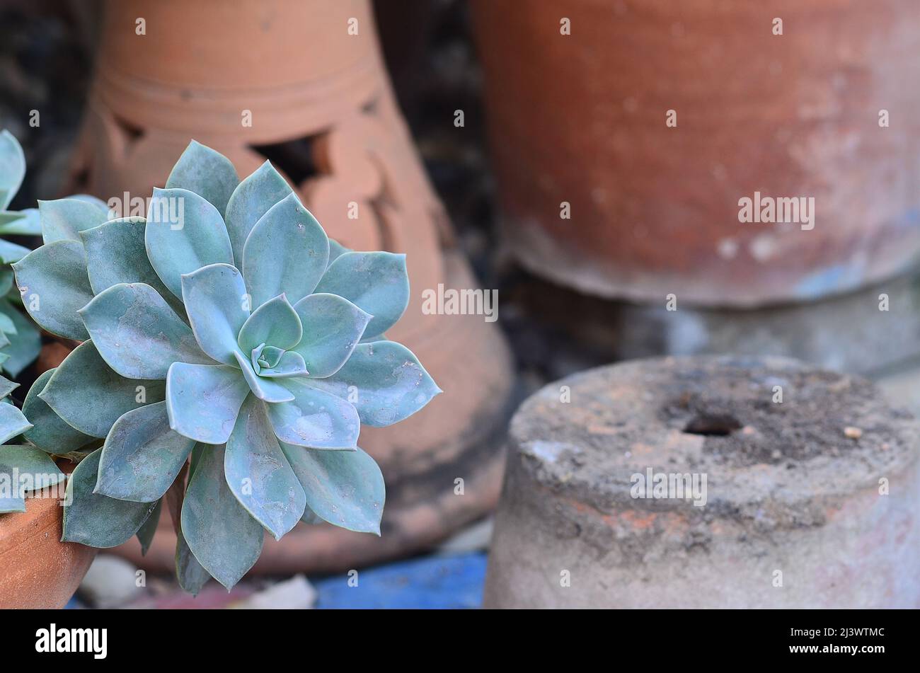 Succulent in pot Stock Photo
