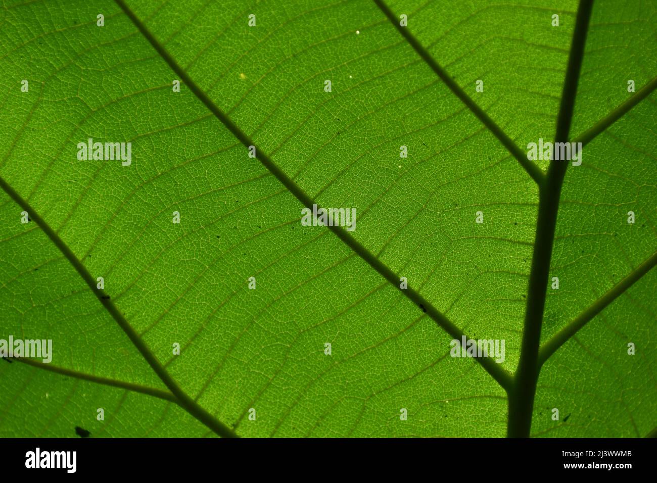Green leaf texture Stock Photo