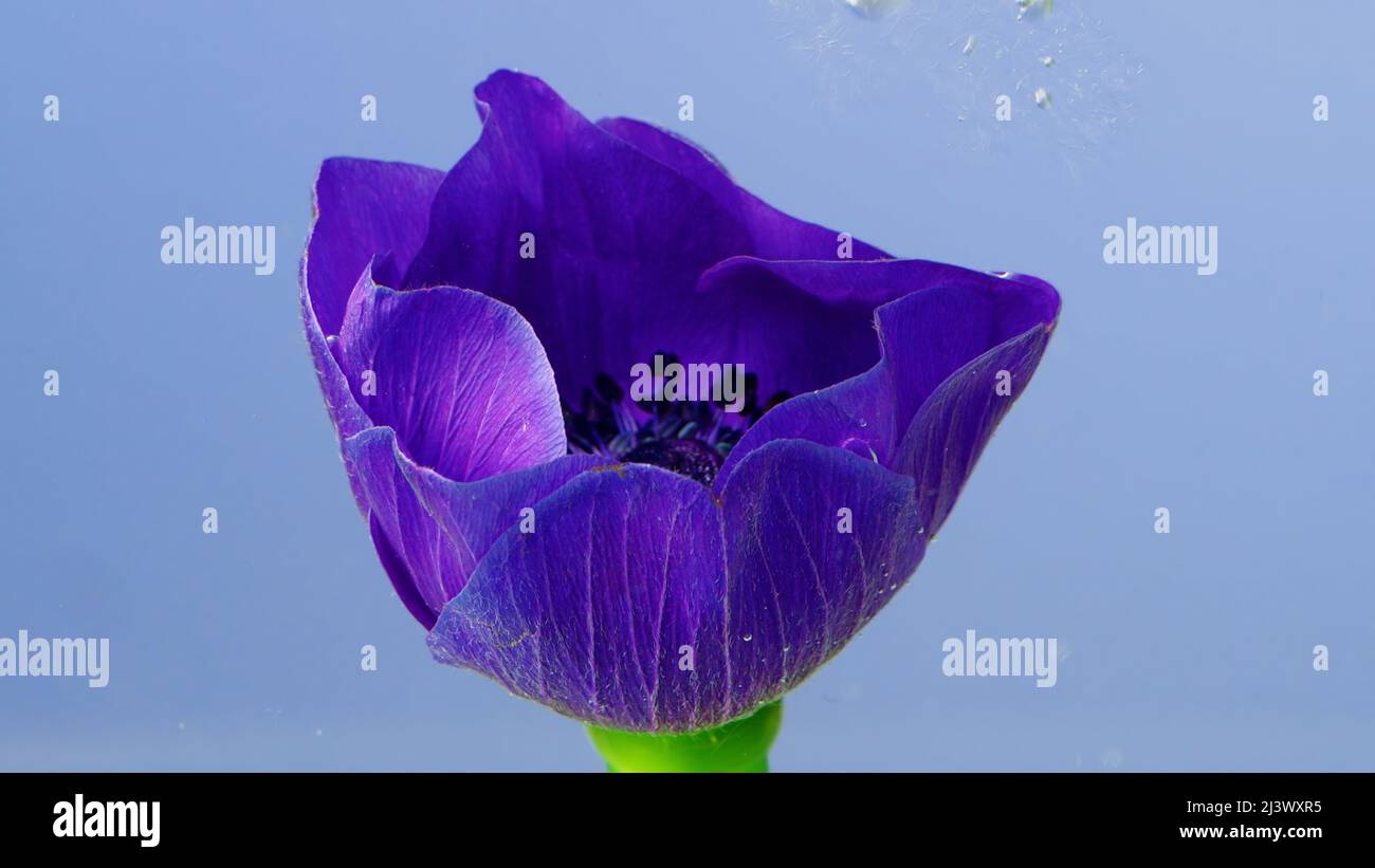A beautiful purple flower. Stock footage. A flower under water on which