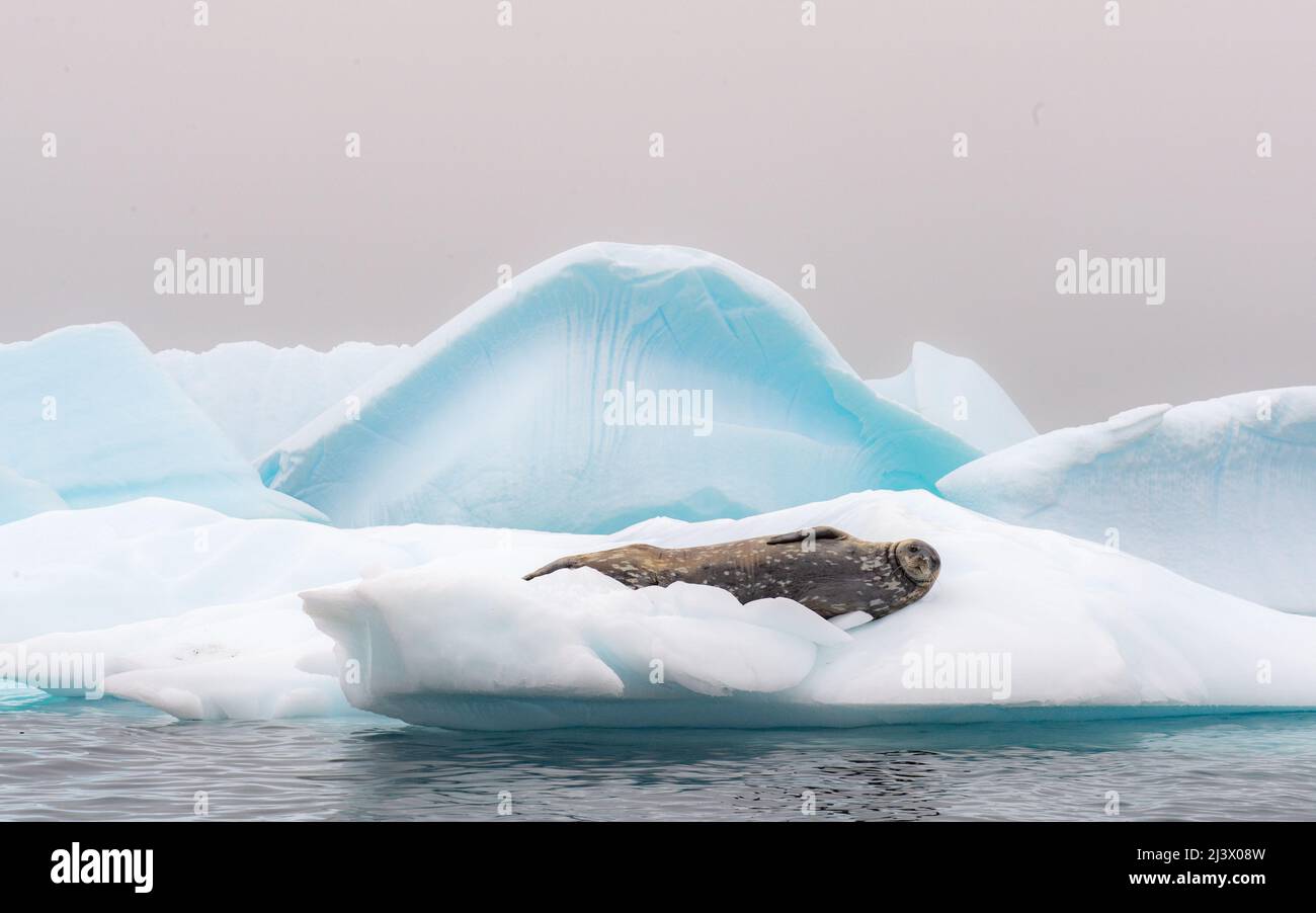 Weddell seal resting on a drifting aqua blue ice berg, Antarctica Stock Photo