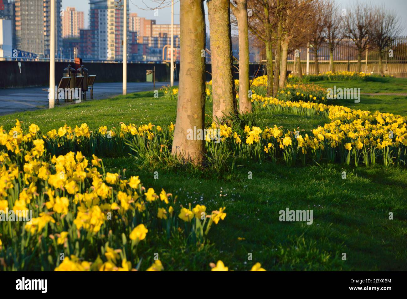 100s of daffodils hires stock photography and images Alamy