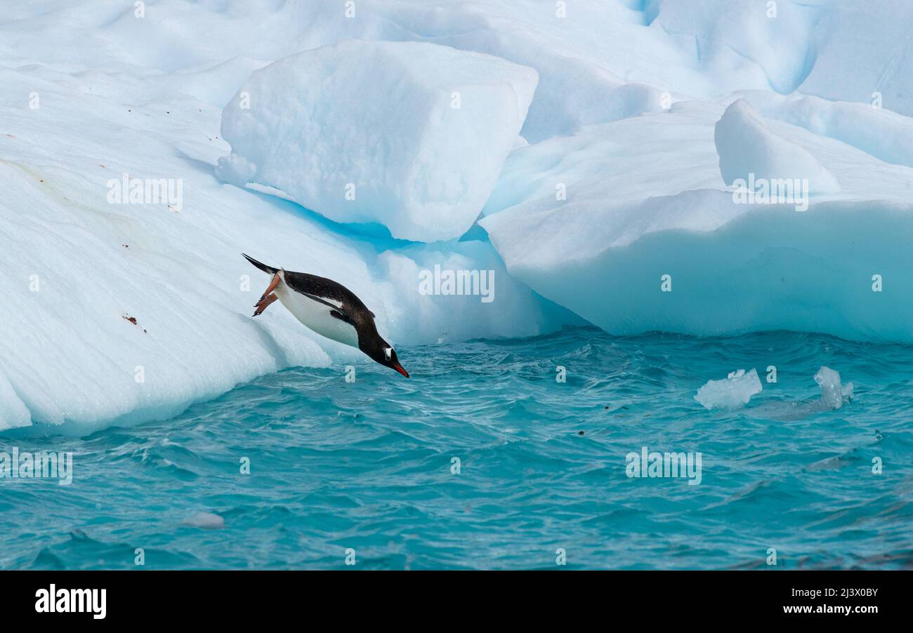 Penguins Antarctica Diving Hi res Stock Photography And Images Alamy