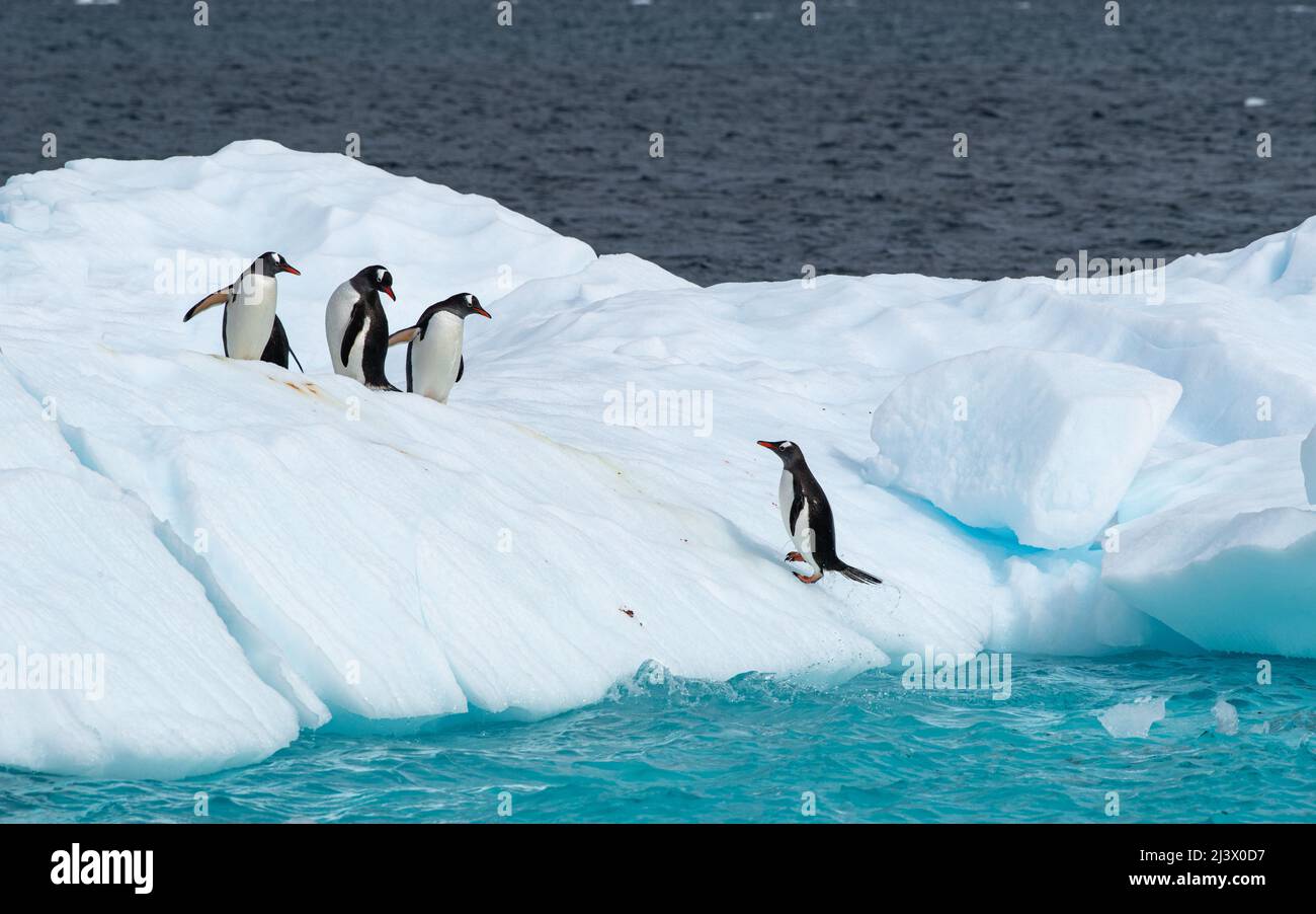 Four Gentoo penguins on an iceberg having just got out of the aqua coloured sea. Antarctica Stock Photo