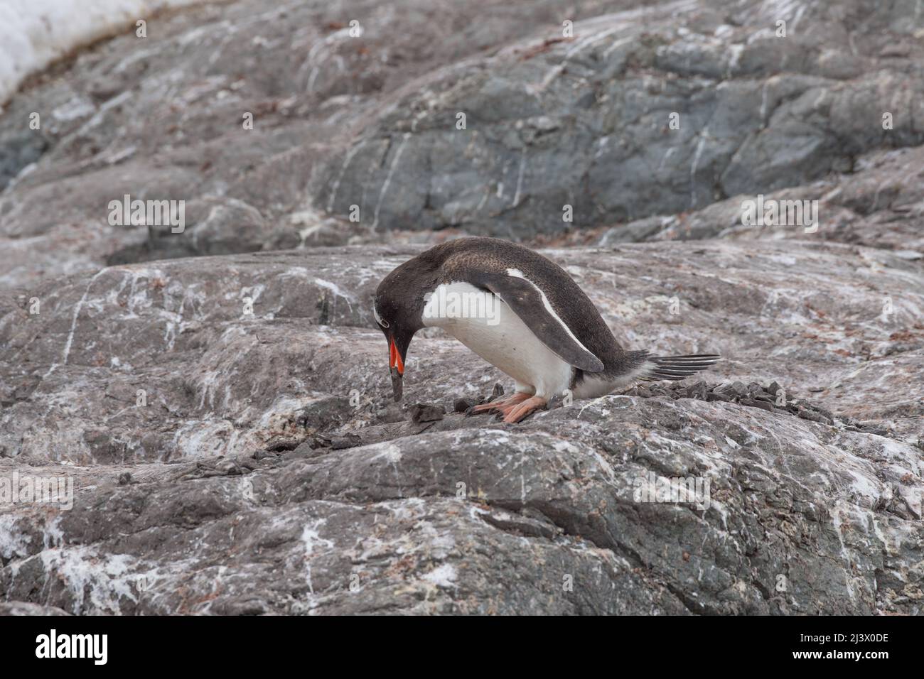 Gentoo penguin looking for suitable pebbles for either giving to his mate or for the nest. Stock Photo