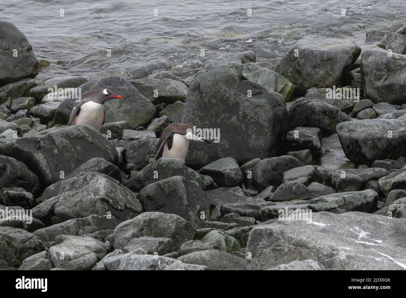 Chinstrap and Gentoo penguin buddying up together. Antarctica Stock Photo