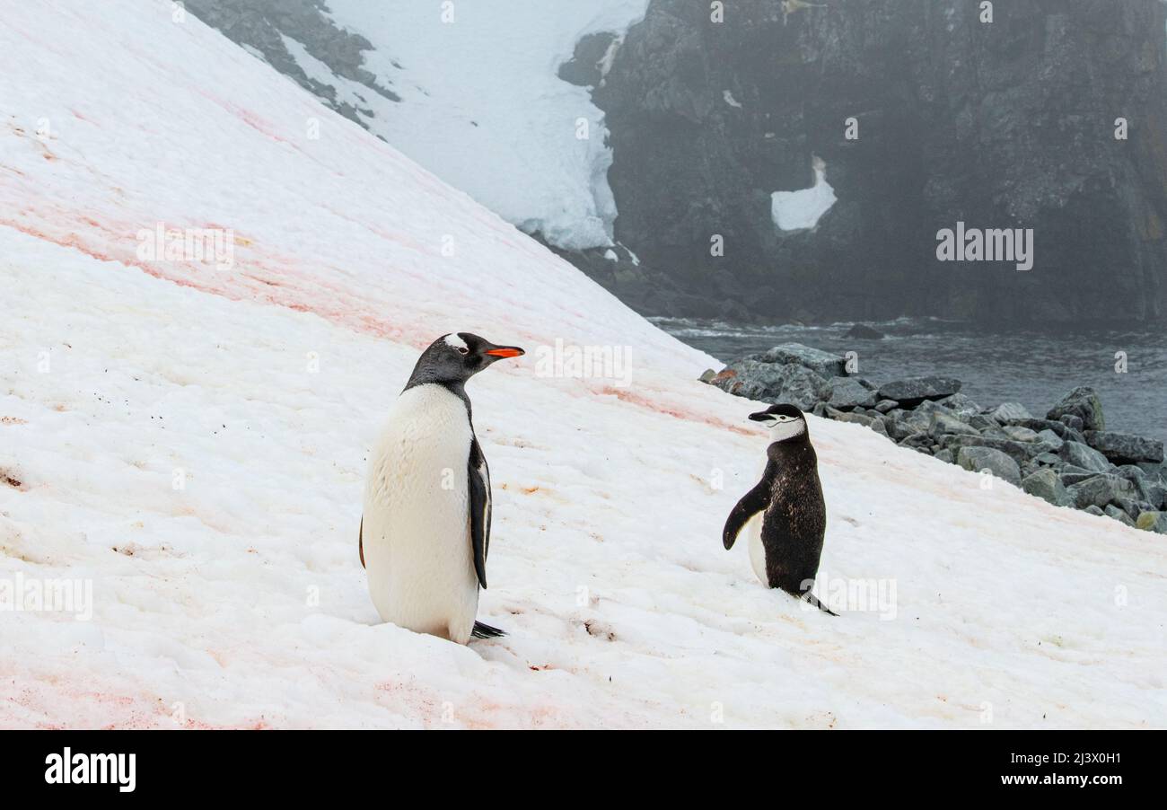Chinstrap and Gentoo penguin buddying up together. Antarctica Stock Photo