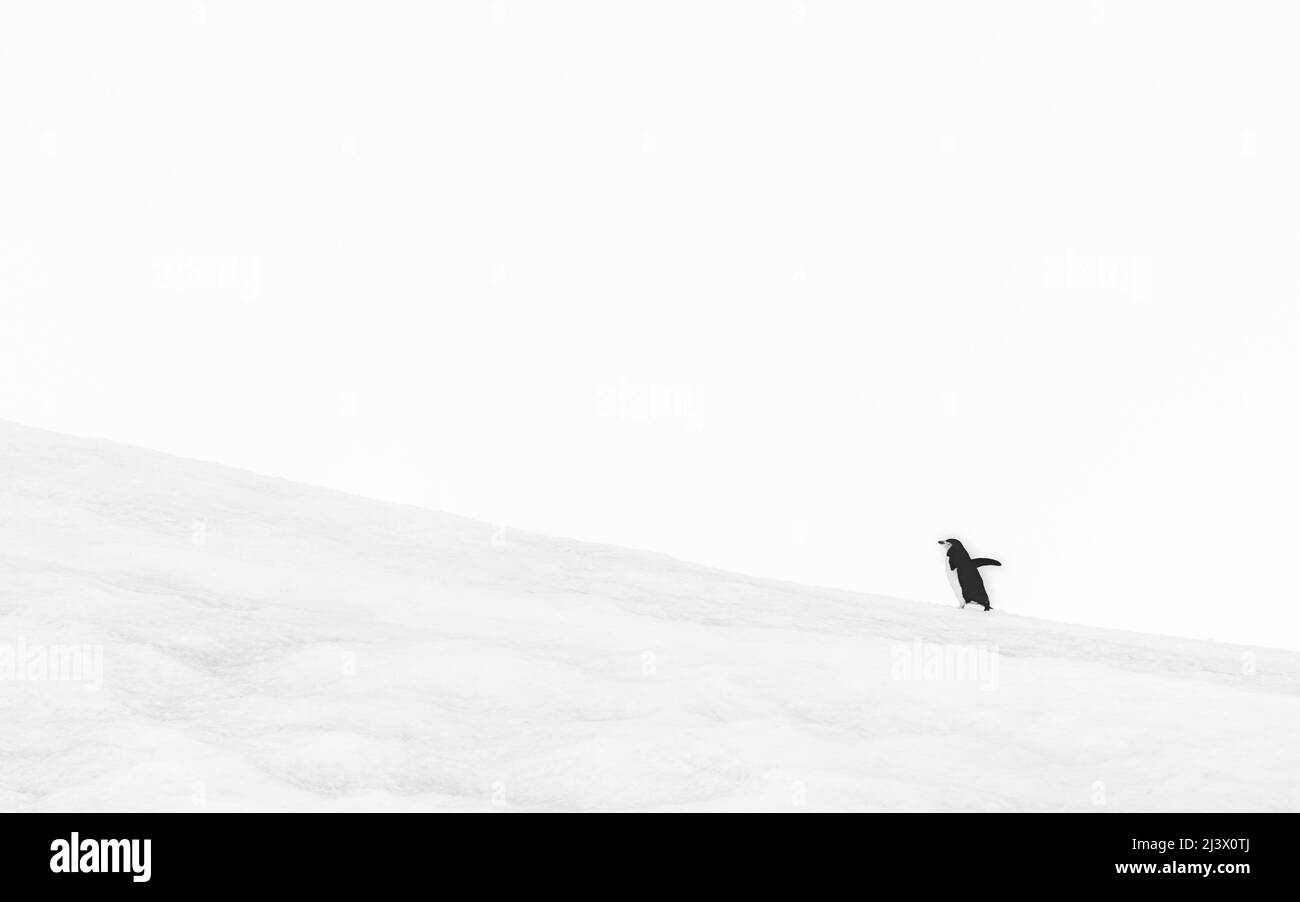 Lone penguin shown small against the white snowy environment, Antarctica Stock Photo