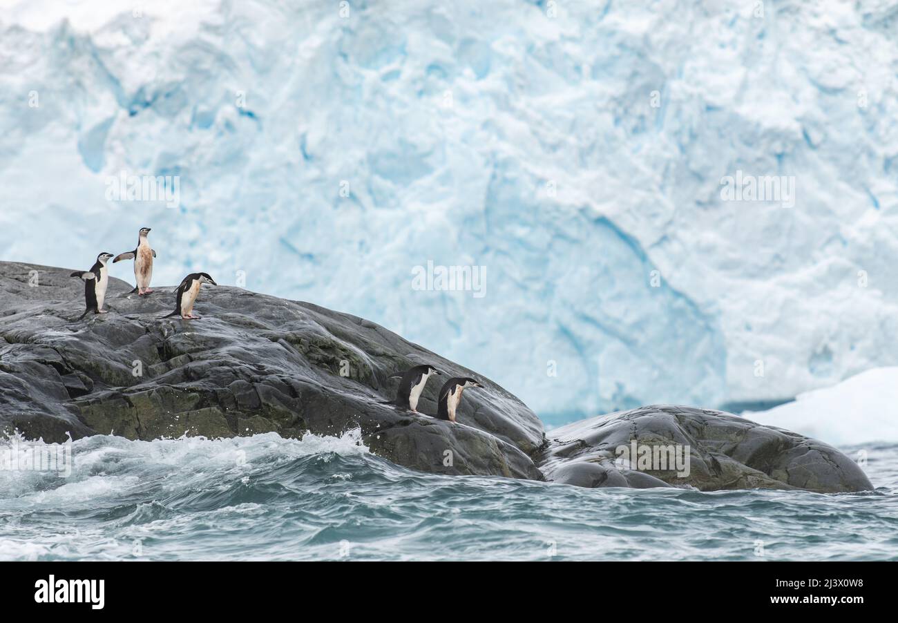 Penguins at the sea edge entering the rough water. Antarctica Stock Photo