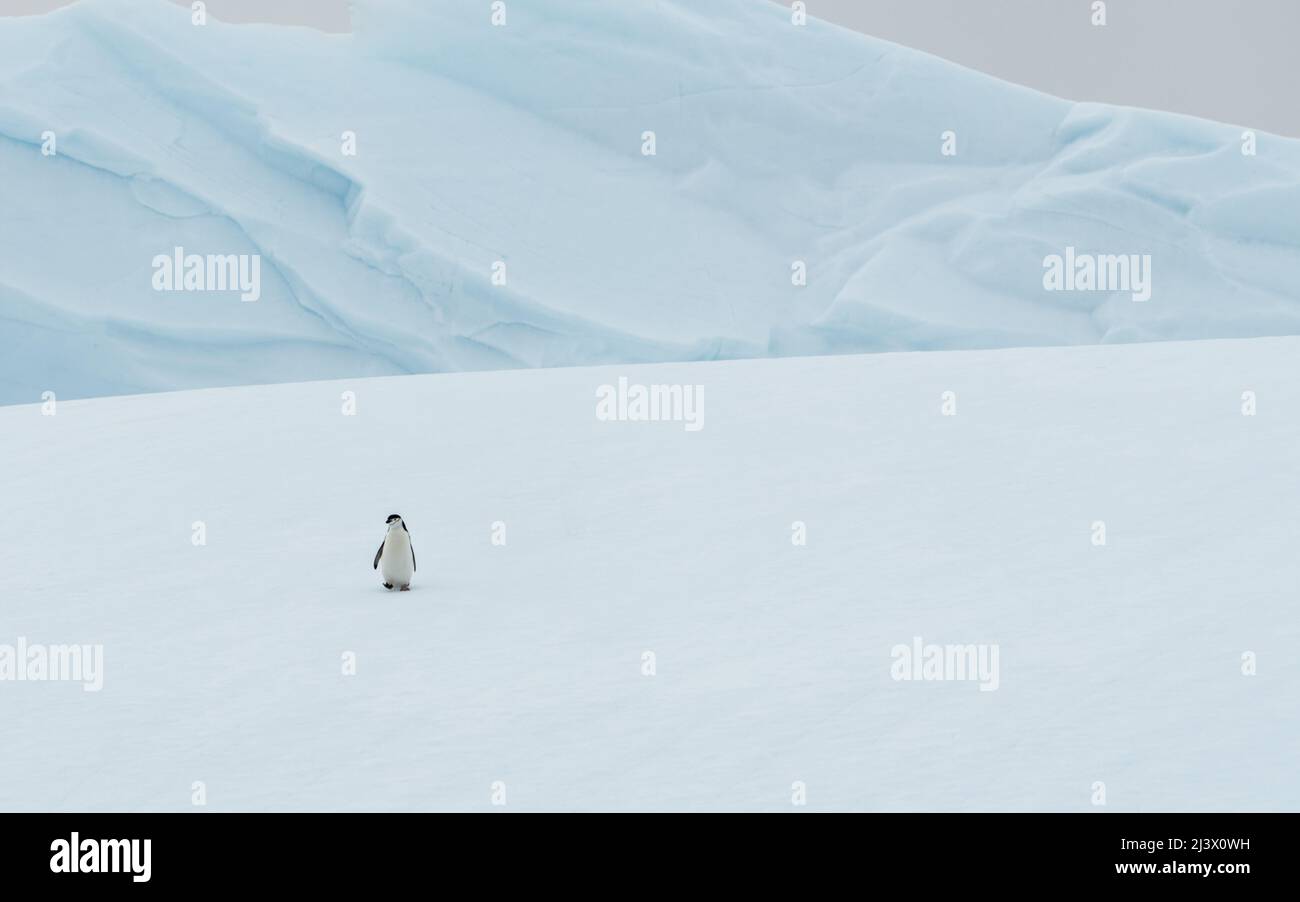Lone penguin shown small against the white snowy environment, Antarctica Stock Photo