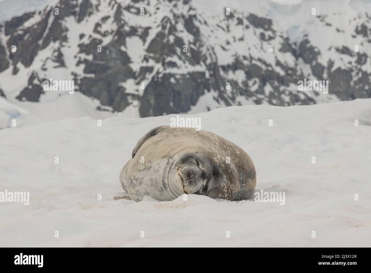 Crabeater Seal laying on snow, Antarctica Stock Photo