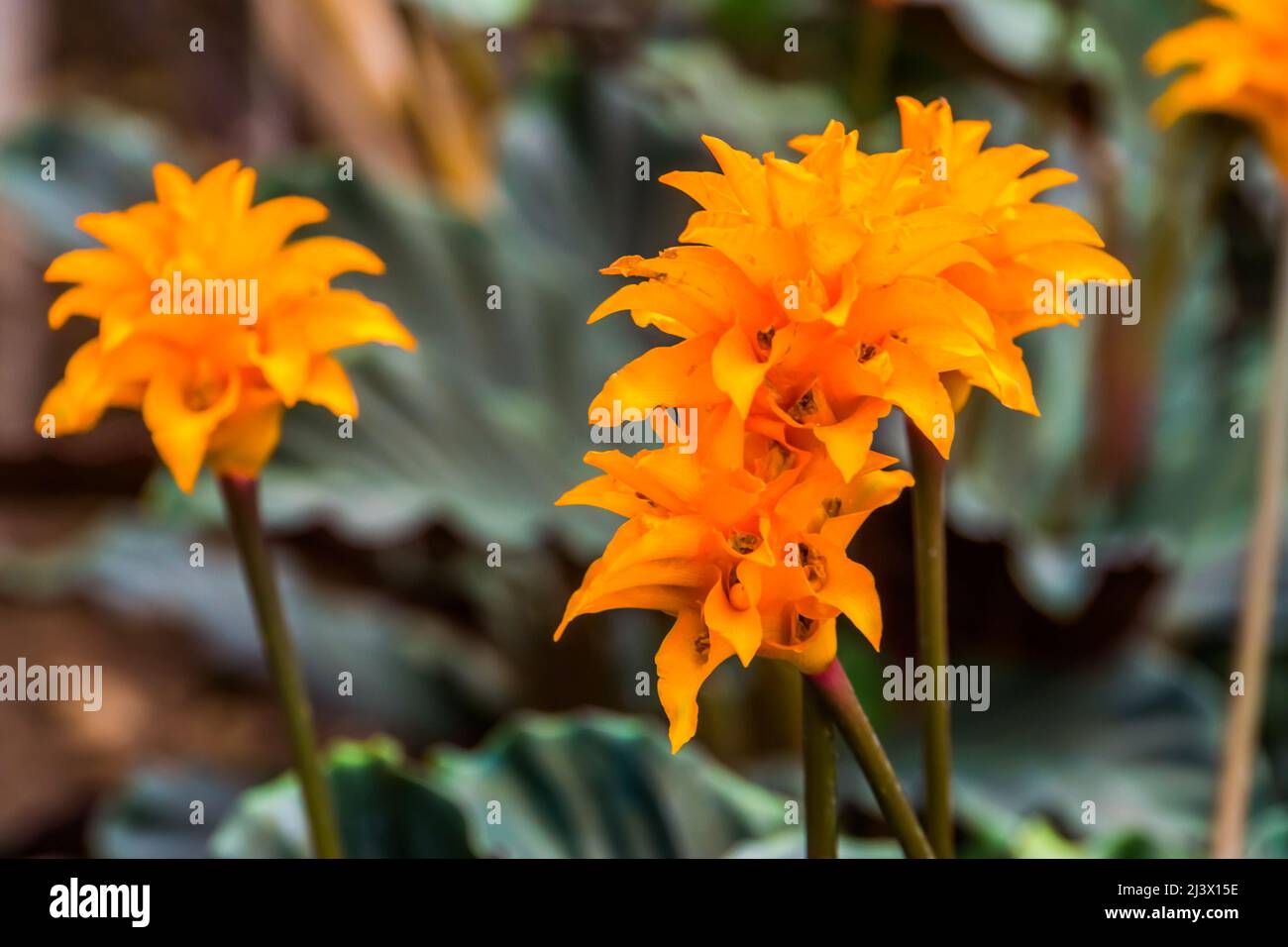 tropical orange flowers of the Calathea Crocata plant commonly known as the  Eternal Flame flowers Stock Photo - Alamy