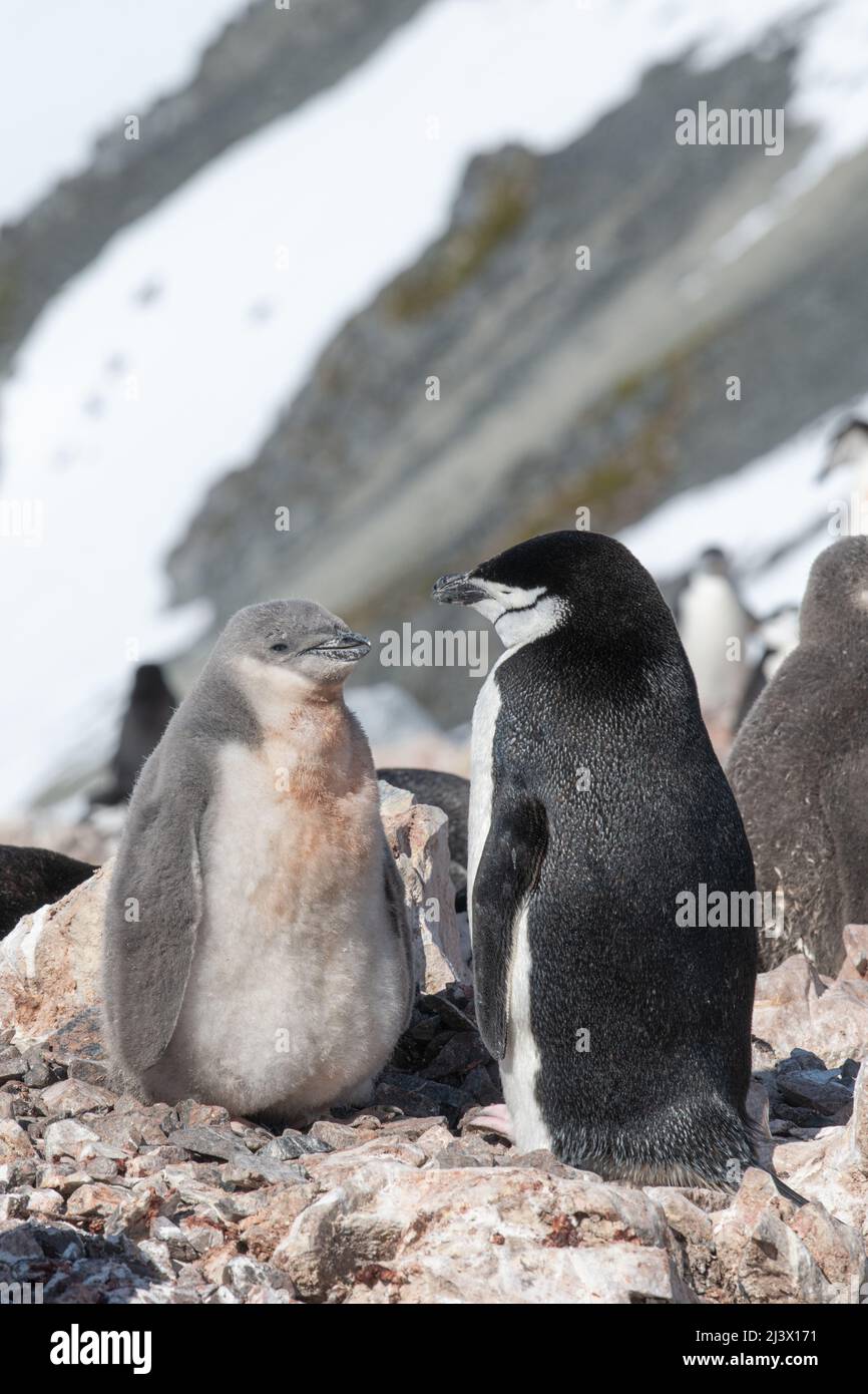 Chinstrap adult penguin with fluffy chicks Stock Photo