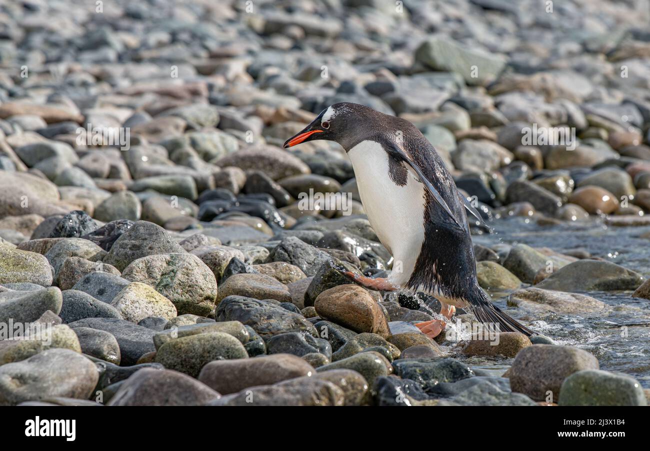 Gentoo penguin leaving the sea and walking onto land Stock Photo
