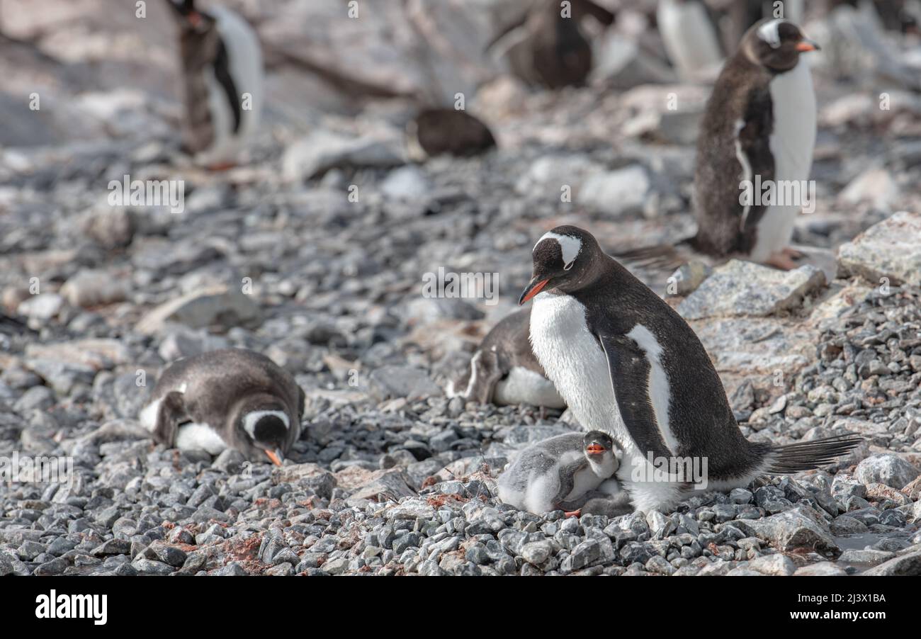 Gentoo penguins with chicks Stock Photo