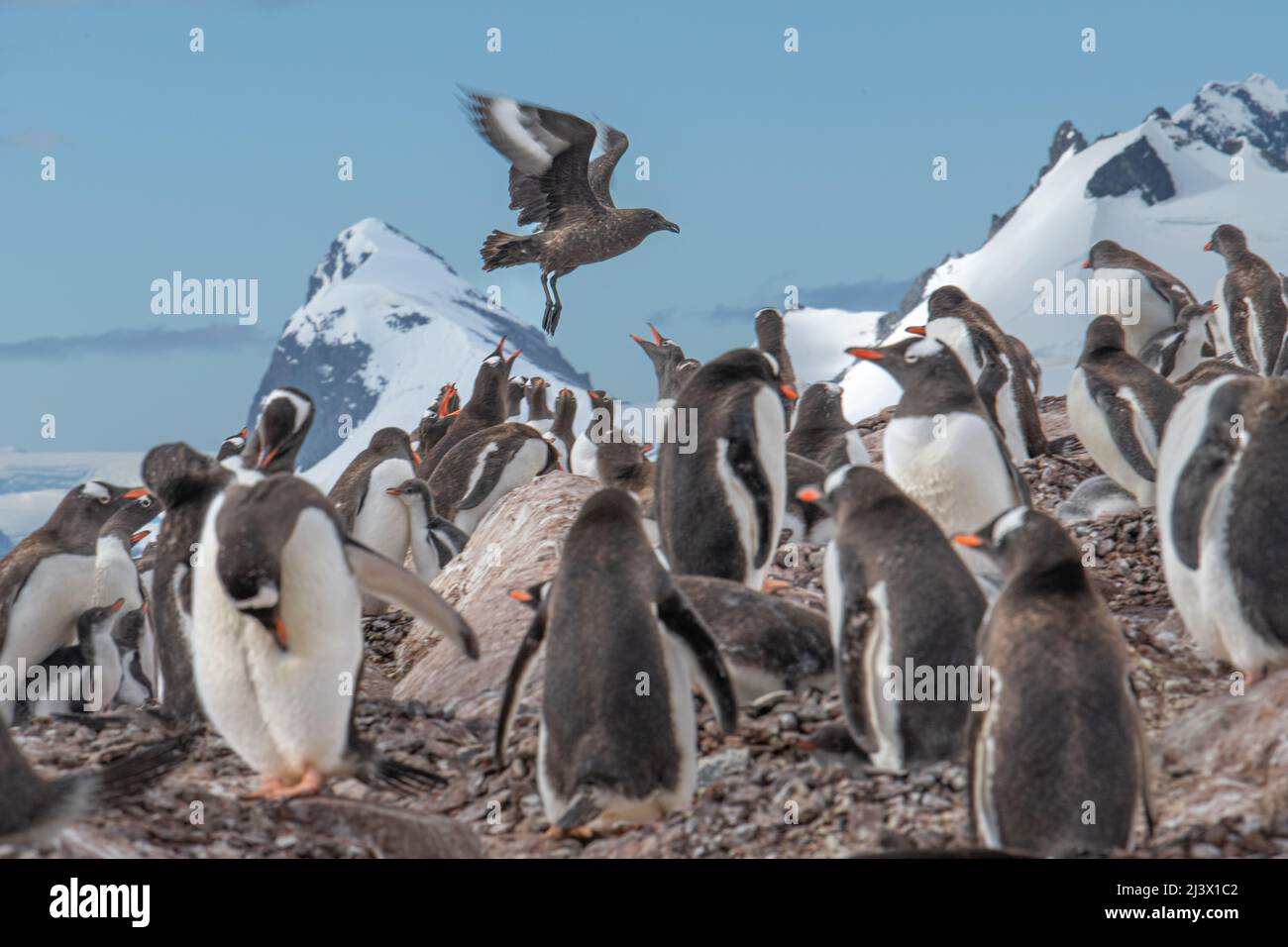 Colony of Gentoo penguins with Skua flying ver Stock Photo